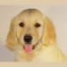 chiot-golden-retriever-a-ceder Tours ( 37000 ) - Indre et Loire