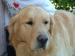 magnifique-male-golden-retriever-lof-cherche-fiancee Saint-Bauld ( 37310 ) - Indre et Loire