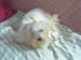 cherche-male-bichon-maltais-pour-saillie Tours ( 37000 ) - Indre et Loire