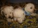 a-vendre-3-males-westie-lof-800-euros Tours ( 37000 ) - Indre et Loire