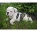 chiot-bouledogue-a-donner Chambon ( 37290 ) - Indre et Loire