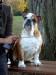 jeune-male-bulldog-anglais Tours ( 37000 ) - Indre et Loire