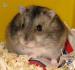 jolie-bebe-hamster-russe Nazelles-Négron ( 37530 ) - Indre et Loire