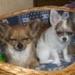 don-de-deux-chiots-chihuahua Tours ( 37000 ) - Indre et Loire