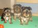 don-3-chiots-yorkshires-a-donne Tours ( 37000 ) - Indre et Loire