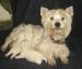 a-reserver-type-westie-non-lof Tours ( 37000 ) - Indre et Loire