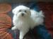 urgent-vends-tres-jolie-femelle-bichon-maltais-de-9-mois Tours ( 37000 ) - Indre et Loire