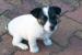 don-chiot-jack-russel-cherche-1-femelle Cerelles ( 37390 ) - Indre et Loire