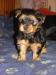 don-chiots-male-et-femelles-yorkshires Tours ( 37000 ) - Indre et Loire