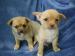 don-chiot-chihuahual-2-male Tours ( 37000 ) - Indre et Loire