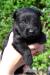 vends-chiots-scottish-terrier Ligueil ( 37240 ) - Indre et Loire