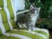 a-reserver-magnifique-chaton-type-maine-coon Tours ( 37000 ) - Indre et Loire