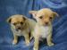 don-2-chiots-chihuahuas-males-et-femelle-chihuahuas Tours ( 37000 ) - Indre et Loire