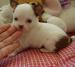 bebe-chiot-chihuahua- Tours ( 37000 ) - Indre et Loire