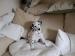 chiot-dalmatien-a-donner Tours ( 37000 ) - Indre et Loire