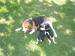 chiots-beagle-harrier Draché ( 37800 ) - Indre et Loire