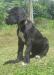 magnifiques-chiots-dogue-allemands-disponibles Tours ( 37000 ) - Indre et Loire