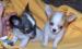 a-donne-2-chiot-chihuahua-1-male-et-1-femelle Tours ( 37000 ) - Indre et Loire