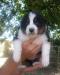 chiots-bergers-australiens Grand-Pressigny ( 37350 ) - Indre et Loire