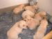 vends-chiots-labrador-sable Cléré-les-Pins ( 37340 ) - Indre et Loire