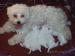 vend-chiots-bichons-maltais Tours ( 37000 ) - Indre et Loire