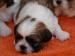 a-reserver-chiot-shih-tzu-type- Limeray ( 37530 ) - Indre et Loire