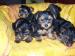 adorables-chiots-yorkshires-pure-race Loches ( 37600 ) - Indre et Loire