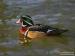 canards-d-ornements Tours ( 37000 ) - Indre et Loire