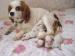 bebe-cavalier-king-charles Tours ( 37000 ) - Indre et Loire