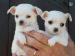 a-donner-2-chiots-type-chihuahua Tours ( 37000 ) - Indre et Loire