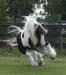 gypsy-vanner-cheval-pour-adoption Tours ( 37000 ) - Indre et Loire