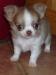 chiot-femelle-p-l-type-chihuahua-petite-super-typee-ok-pour-noel Chapelle-Blanche-Saint-Martin ( 37240 ) - Indre et Loire