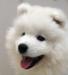 superbe-chiot-samoyede-a-donner Tours ( 37000 ) - Indre et Loire