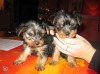 donne-2-chiot-yorkshire-1-male-et-1-femelle Tours ( 37000 ) - Indre et Loire