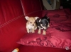 donne-2-chiot-chihuahua-1-male-et-1-femelle Tours ( 37000 ) - Indre et Loire