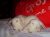 lapins-beliers-albinos Tours ( 37000 ) - Indre et Loire