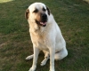 chien-berger-d-anatolie-kangal Amboise ( 37400 ) - Indre et Loire