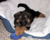 a-donner-adorable-chiot-type-berger-allemand-femelle Azay-le-Rideau ( 37190 ) - Indre et Loire