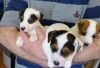 adorables-chiots-jack-russell Abilly ( 37160 ) - Indre et Loire