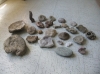 fossiles-et-pierres Bourgueil ( 37140 ) - Indre et Loire