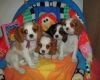 mignon-chiots-cavalier-king-charles Tours ( 37000 ) - Indre et Loire