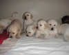 magnifiques-chiots-golden-retriever-pure Tours ( 37000 ) - Indre et Loire