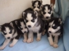 splendides-chiots-type-husky-siberien Saint-Bauld ( 37310 ) - Indre et Loire