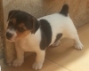 magnifiques-chiots-type-jack-russel Athée-sur-Cher ( 37270 ) - Indre et Loire