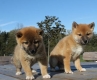 impeccable-chiots-type-shiba-inu- Avrillé-les-Ponceaux ( 37340 ) - Indre et Loire