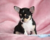 magnifiques-bebes-types-chihuahuas Sainte-Catherine-de-Fierbois ( 37800 ) - Indre et Loire