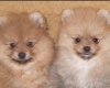 beaux-chiots-pomeranian Liège ( 37460 ) - Indre et Loire