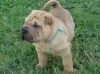 2-chiots-de-race-shar-pei- Saint-Étienne-de-Chigny ( 37230 ) - Indre et Loire