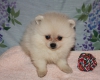 chiots-male-et-femelle-spitz-allemand-petit-blanc Saint-Pierre-des-Corps ( 37700 ) - Indre et Loire