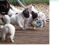 magnifiques-chiots-type-bouledogue-francais Noyant-de-Touraine ( 37800 ) - Indre et Loire